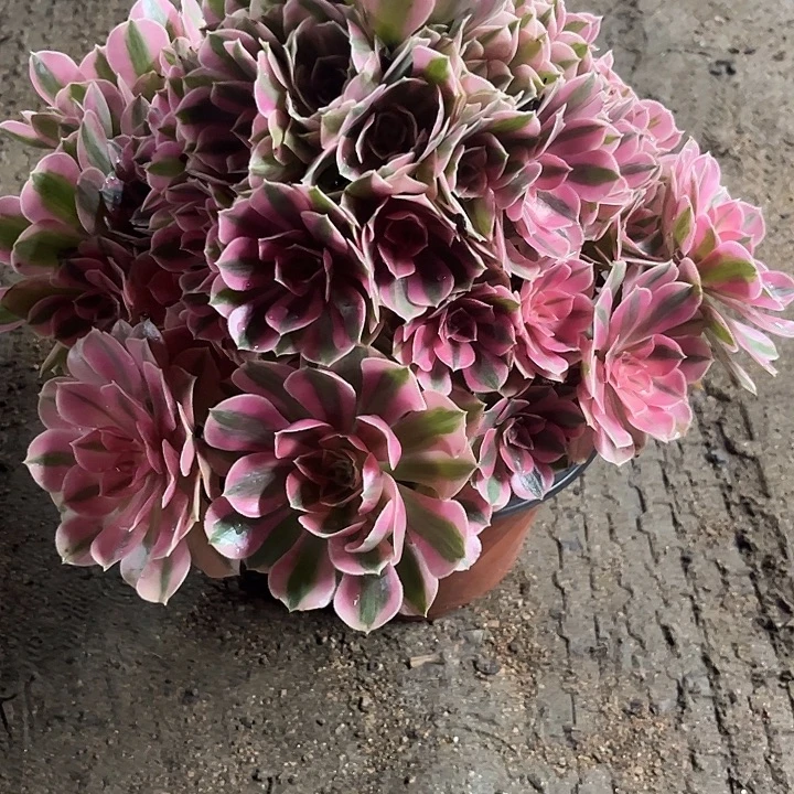 多肉植物粉女巫锦……