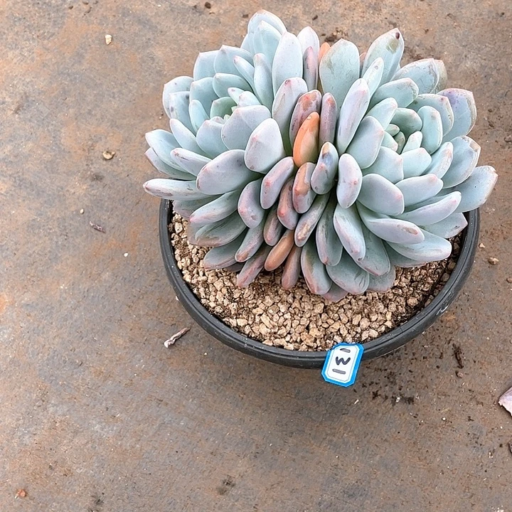 131奥城 一物一拍多肉