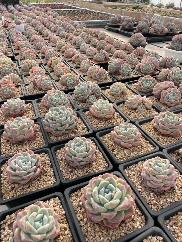 【壹贰玖多肉】多肉植物冰玉橙梦露控释肥云南多肉植颗粒肥水溶肥