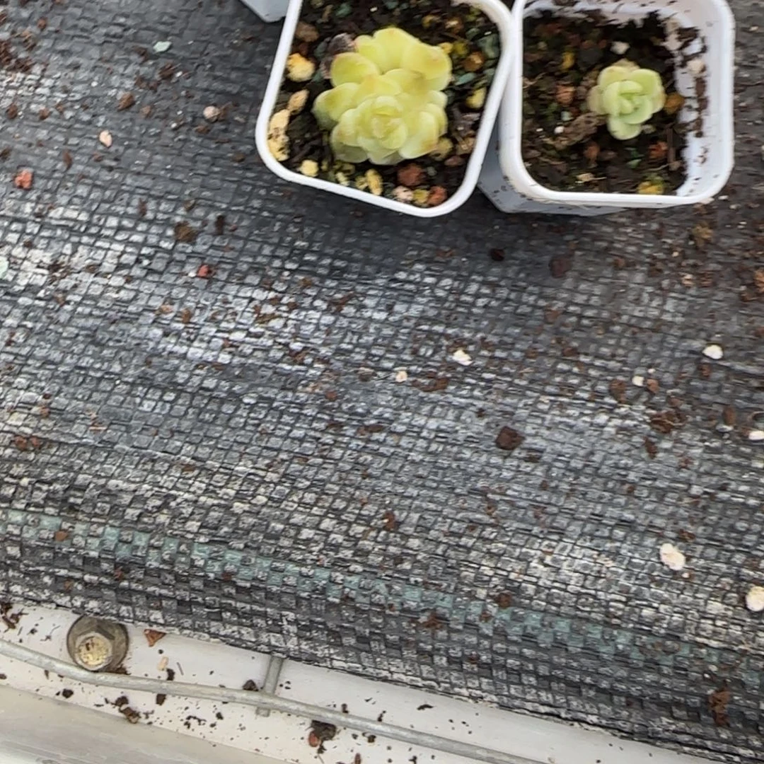 天***师四个 盆一个4床满25包邮