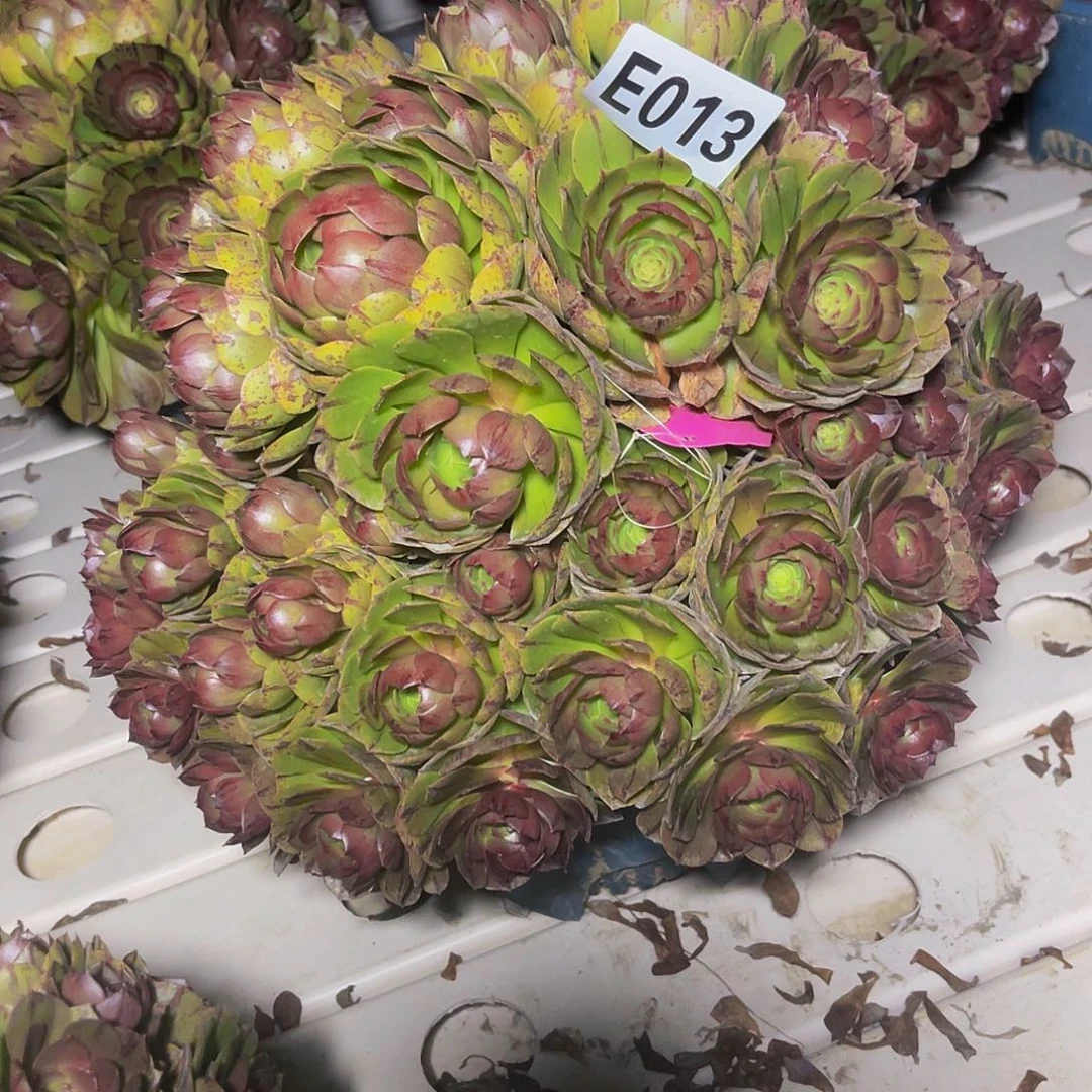 万拉丝3/—42包邮法师