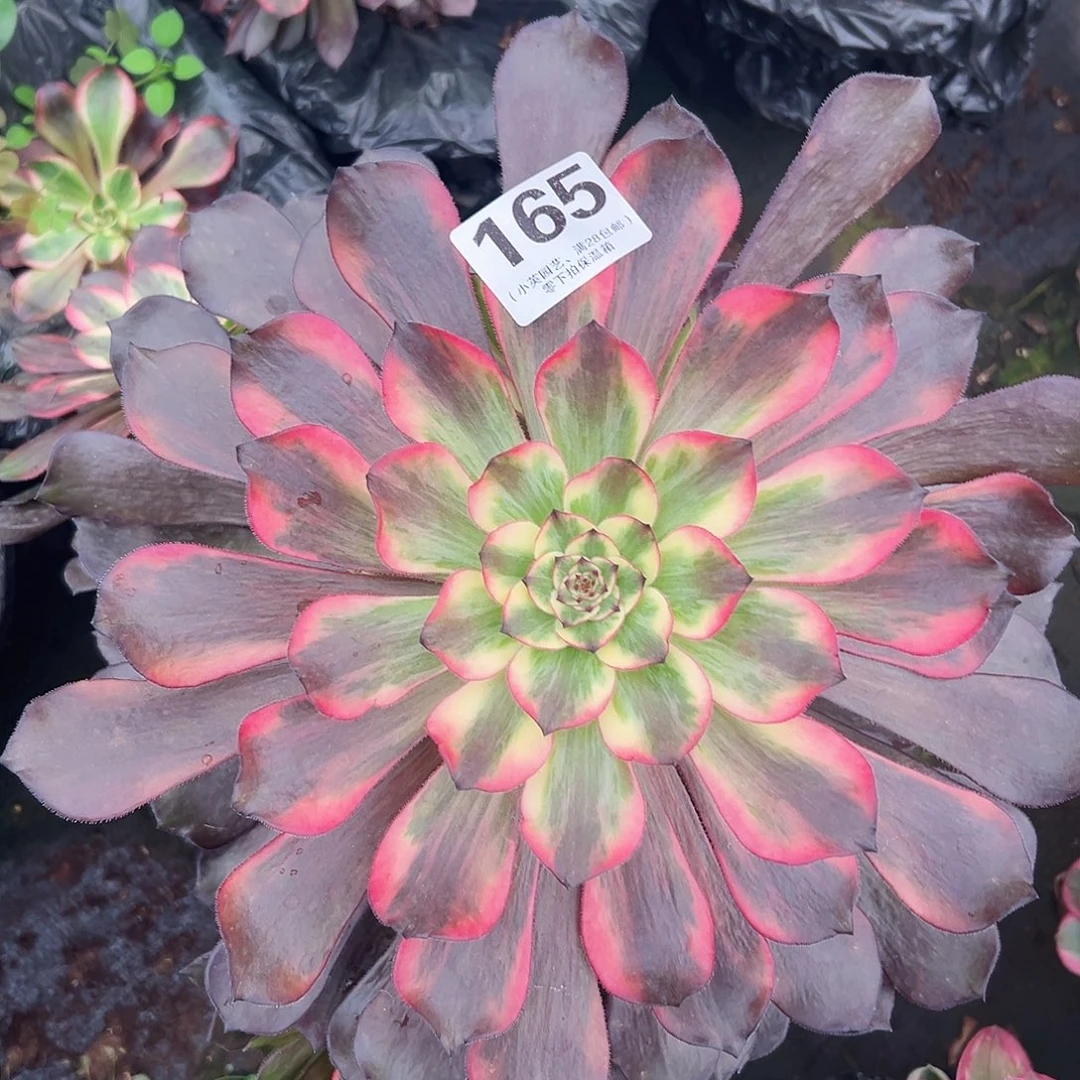 烟花165多肉植物多肉植物