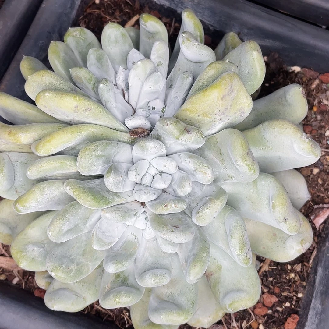 勾叶拇指老桩大群多头7608