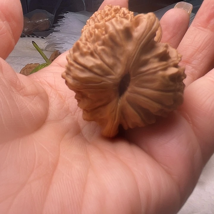 布***衣大叶紫檀（黑酸枝木类）