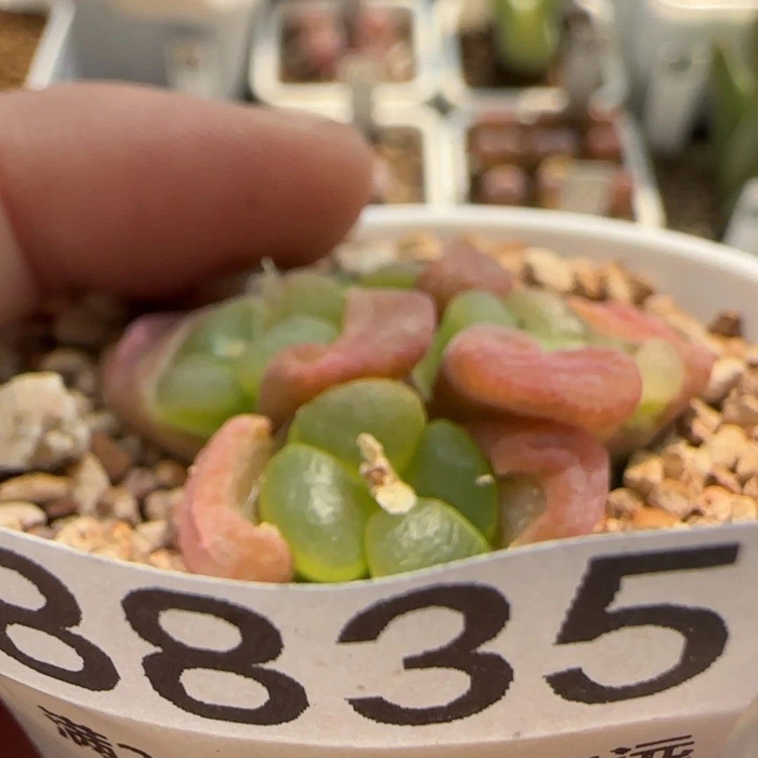 【闪购商品】8835