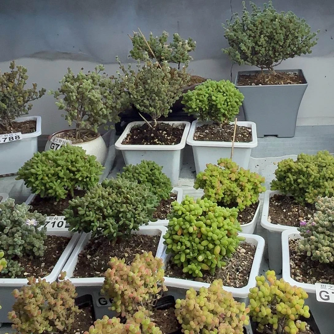 余****n827冰紫枝干福袋