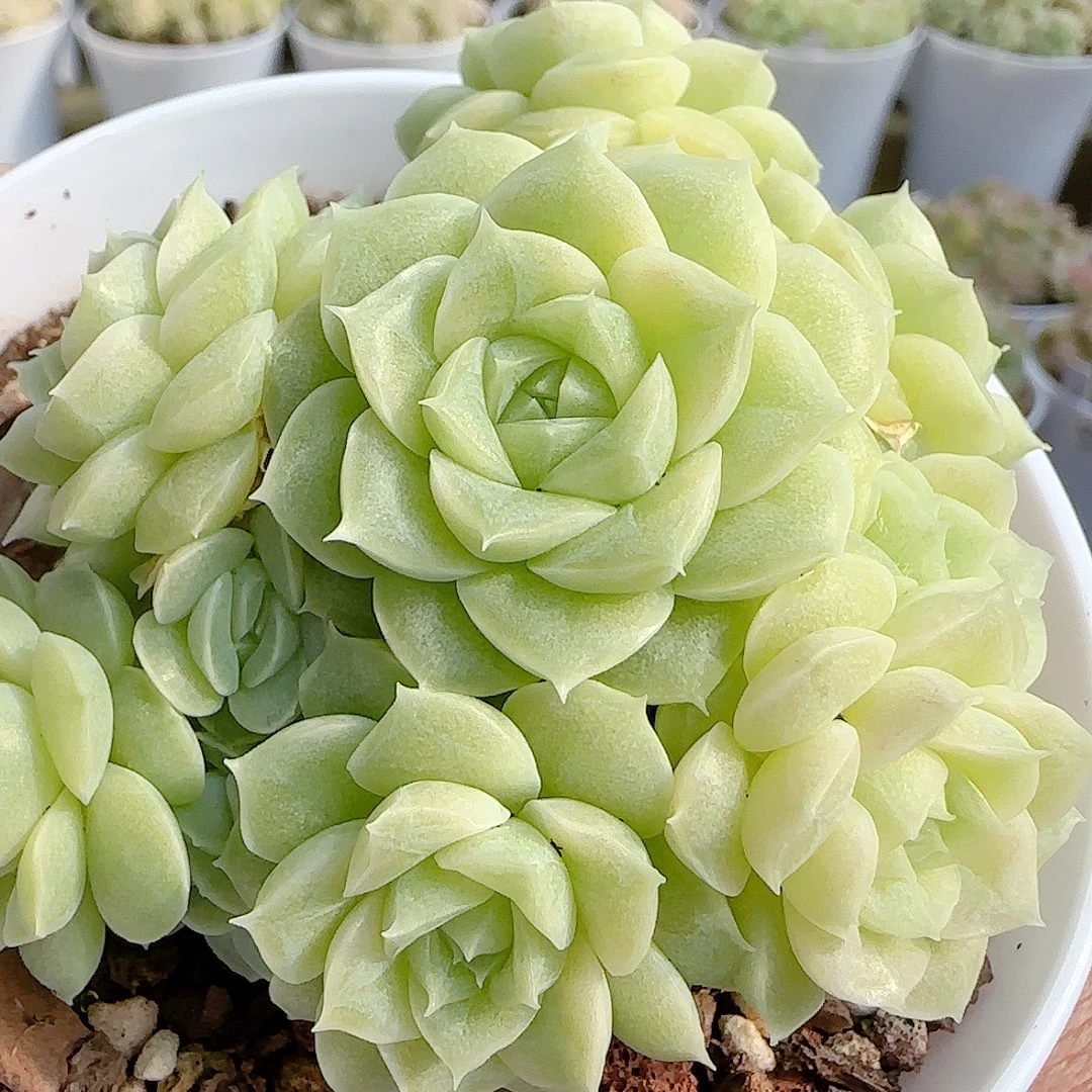 1201-85（优选麦杆）