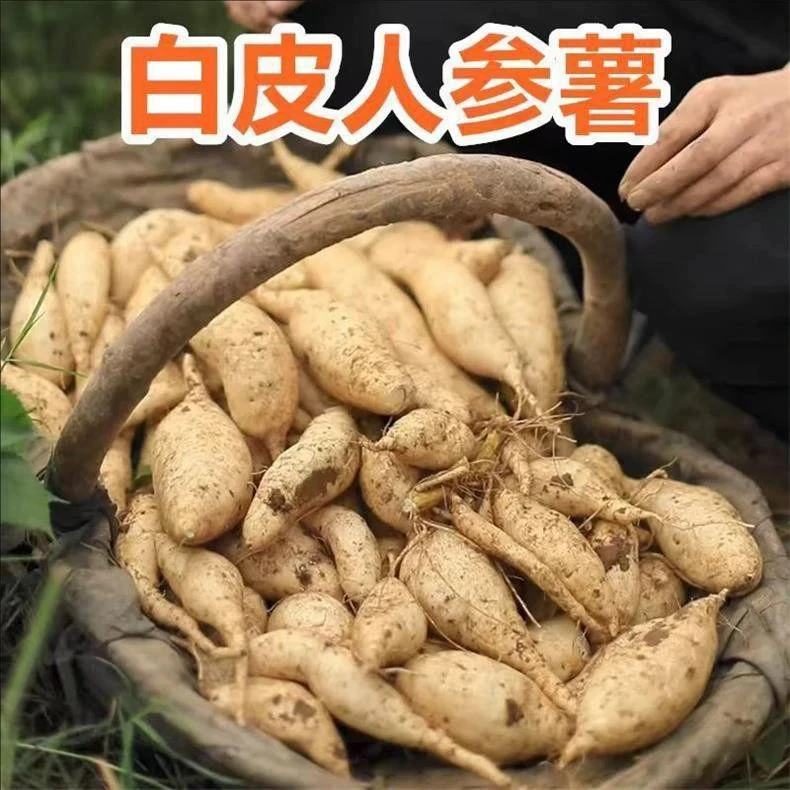 【9斤包邮】白皮牛奶人参薯新鲜现挖白心番薯板栗薯白薯地瓜红薯