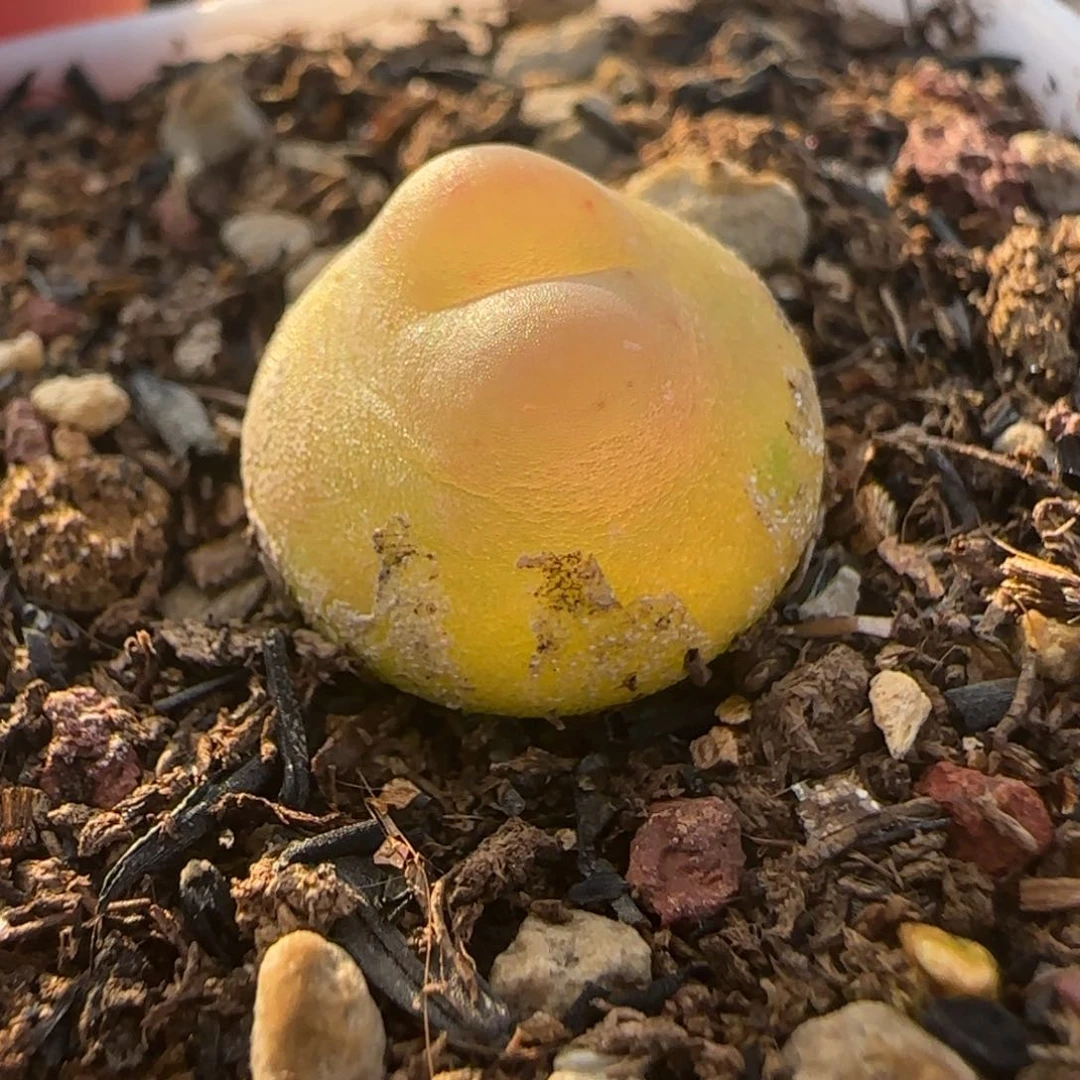 新年快乐多肉送福81号