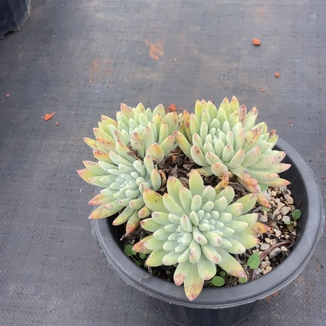 快**龙福利多肉植物啦啦啦