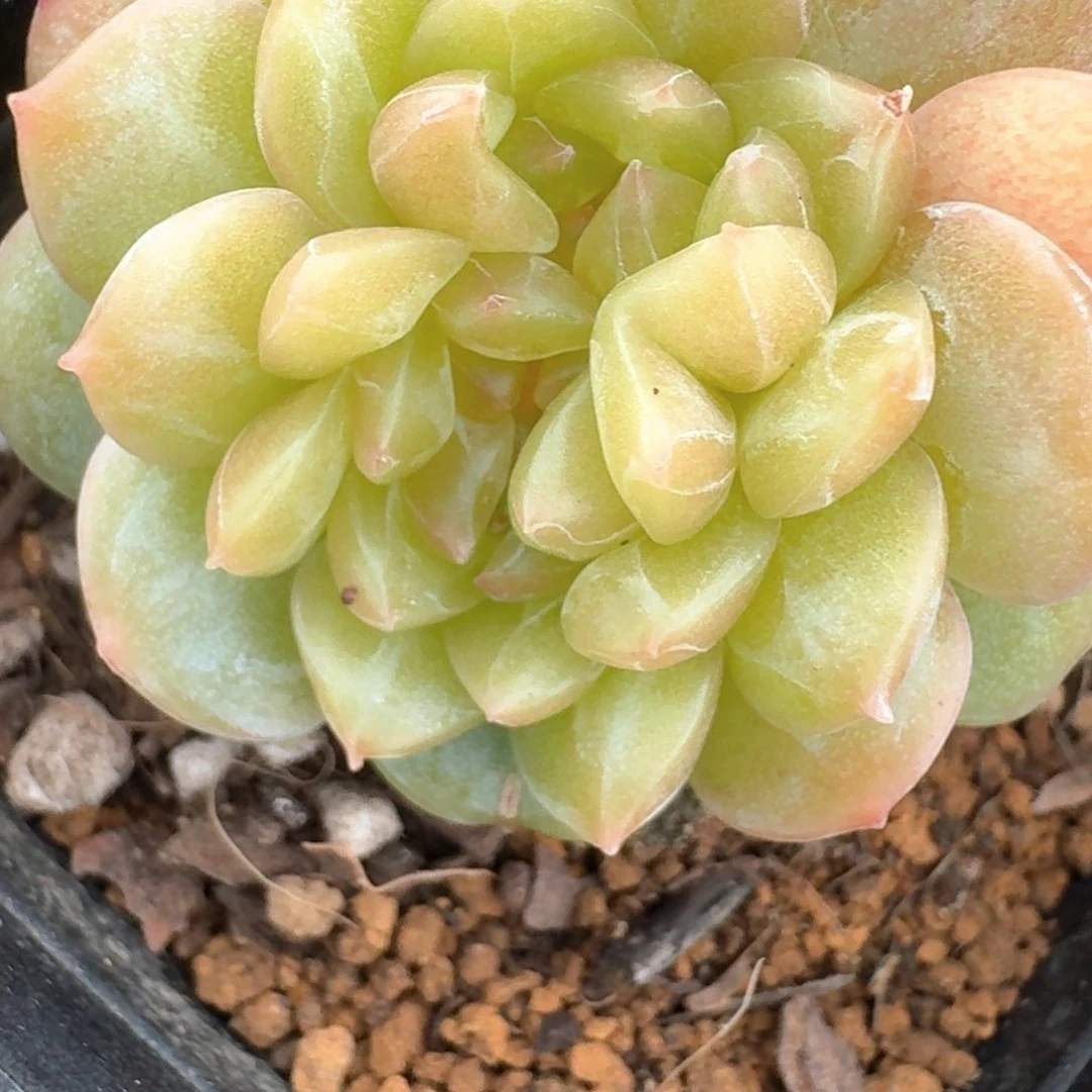 0623-59-糖心缀化一颗