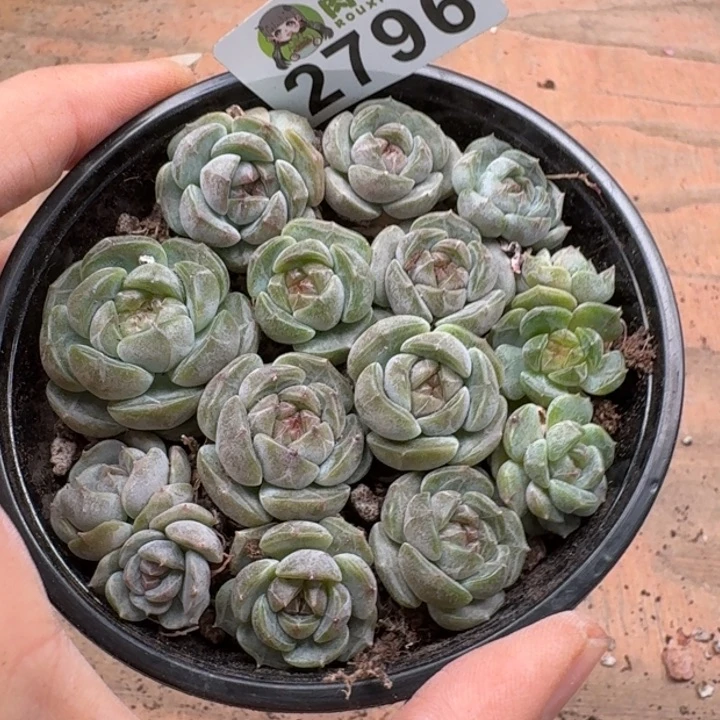 无花朵多肉植物多肉植物