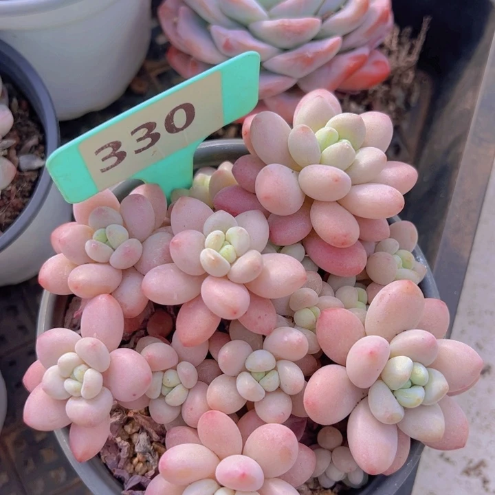 健健康康平平安安