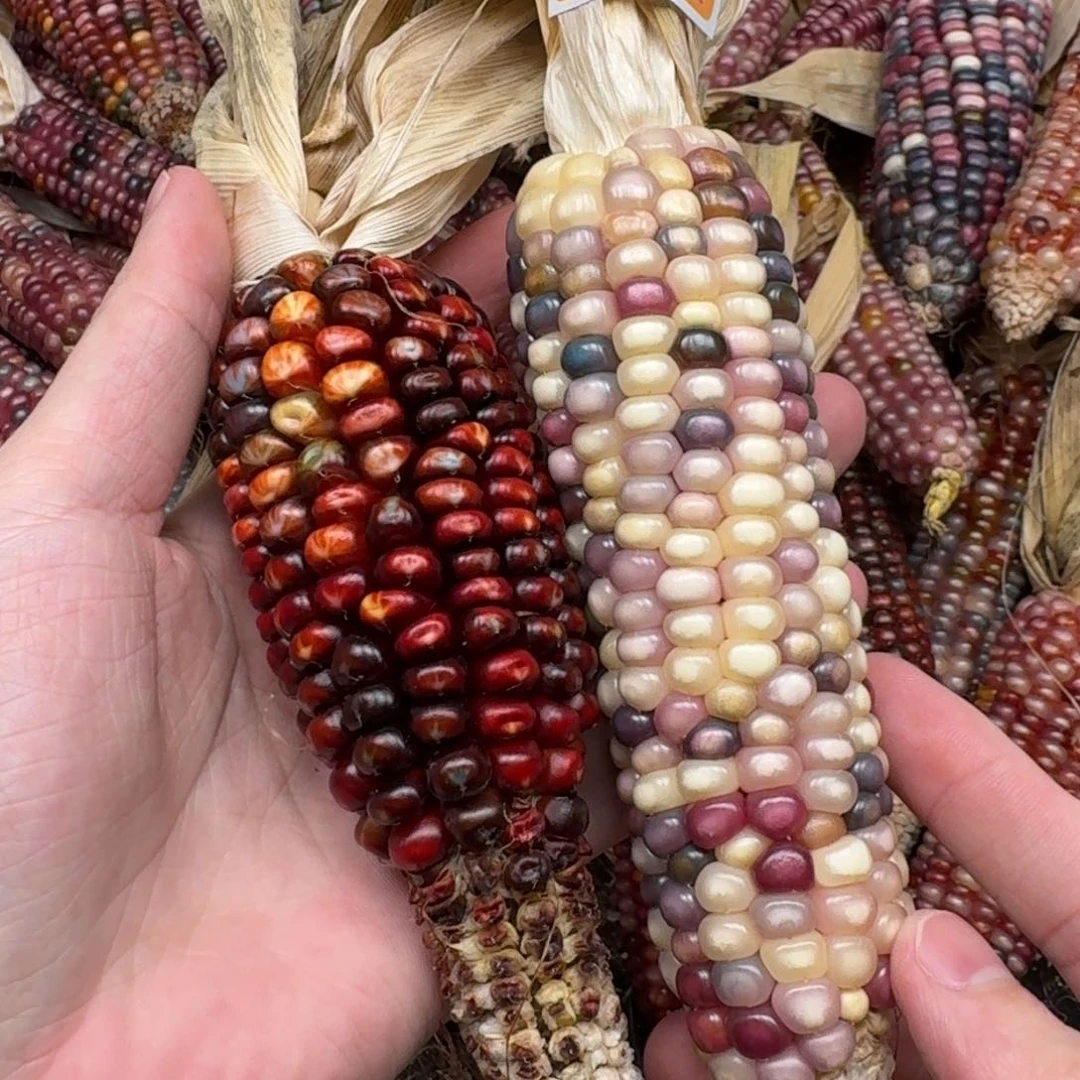 柏香籽/百香籽吊坠?****?