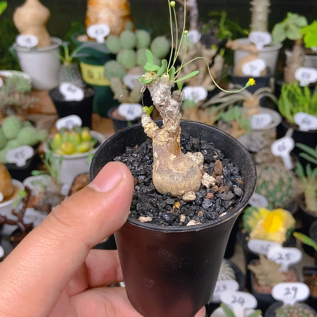 恩特美厚敦菊一物一拍