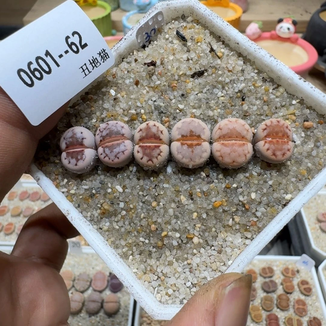 玻*鱼0601-062生石花