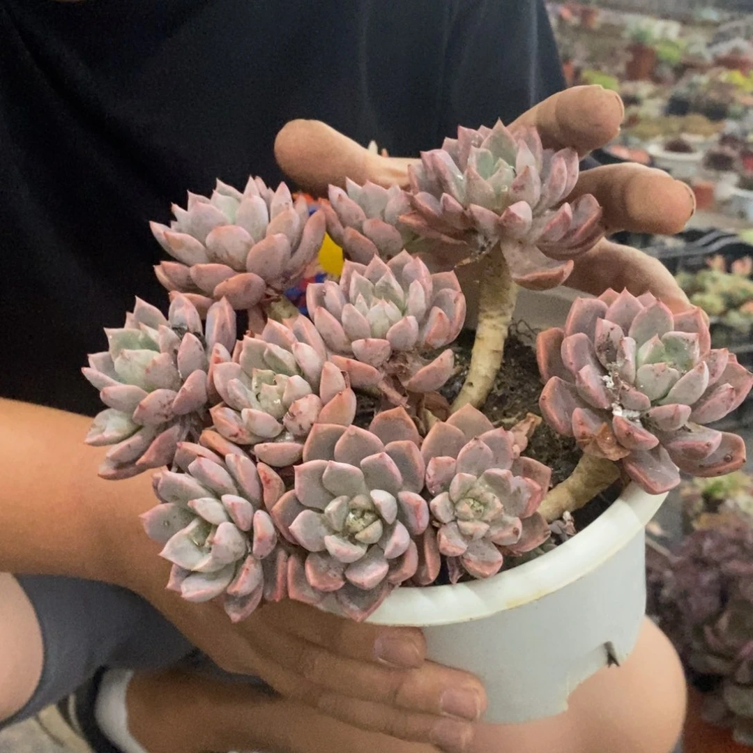 红粉佳人大盆整桩，180杯