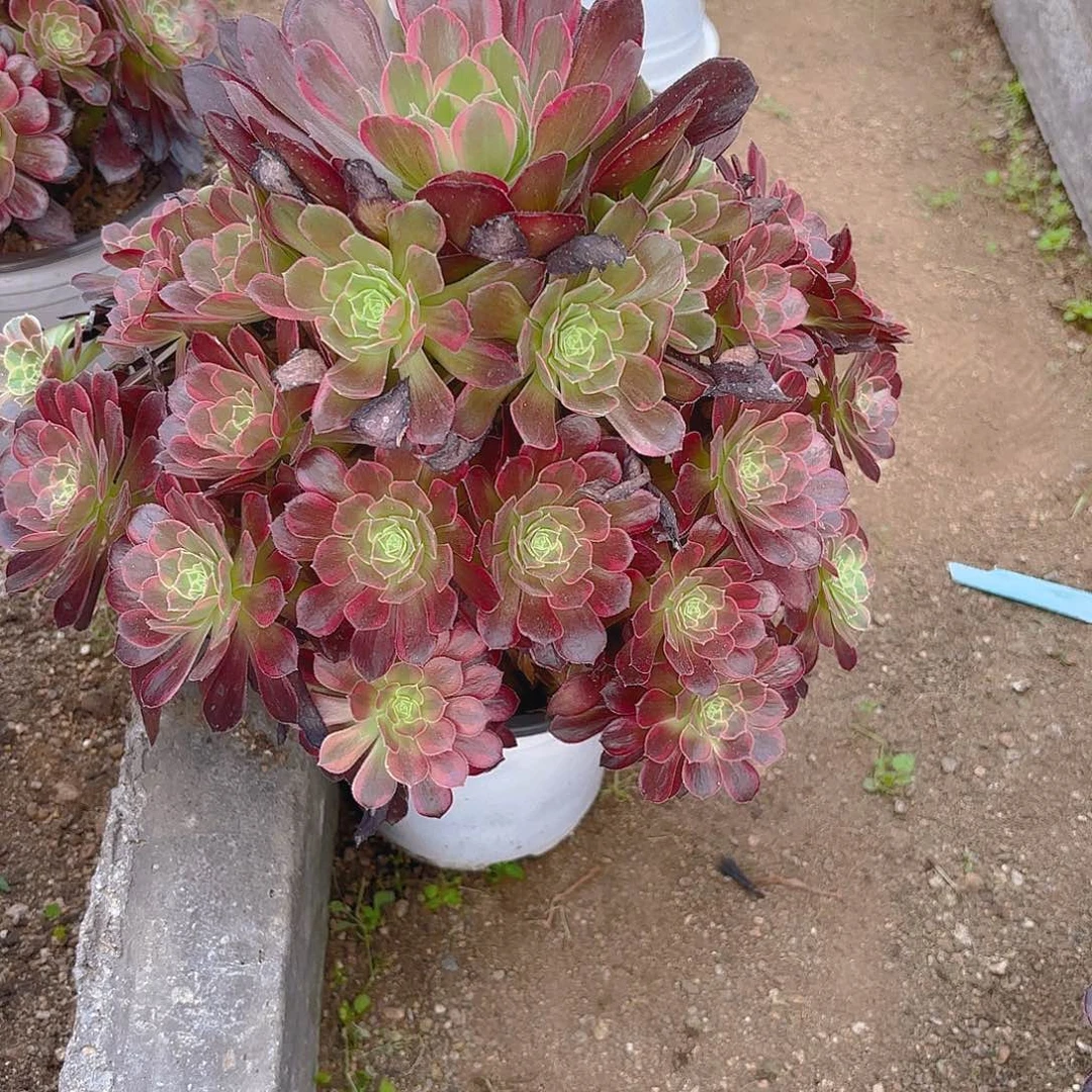 安娜多肉植物三号153