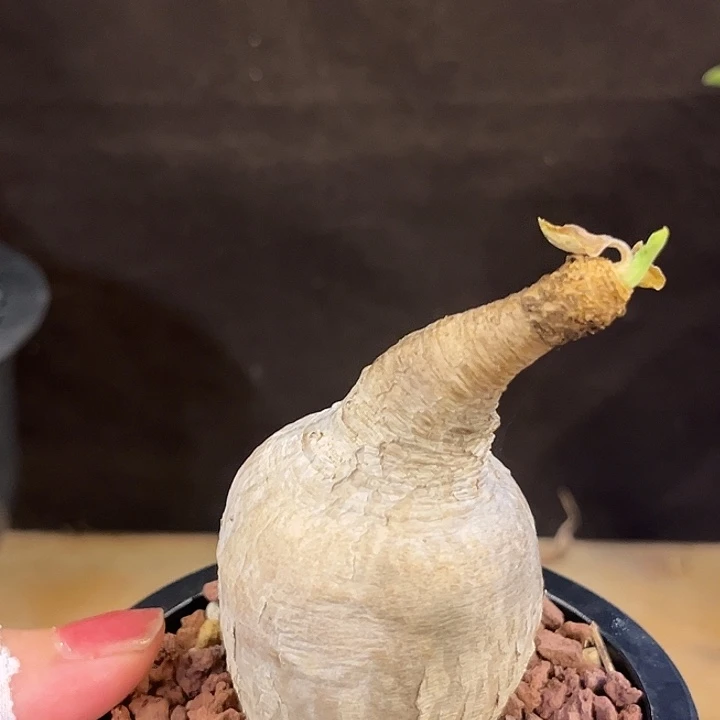 朱***功汤圆植物樱花大戟