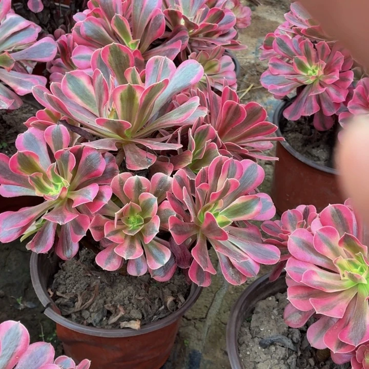 美杜莎10号棚脱土发货