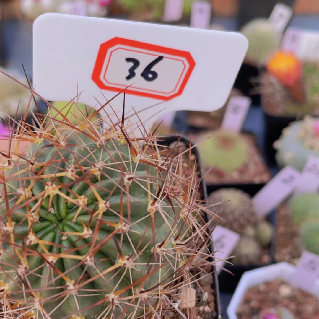 秋****?36往事多肉园仙人球