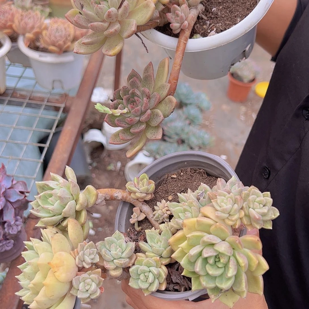 3盆璀璨 多肉植物