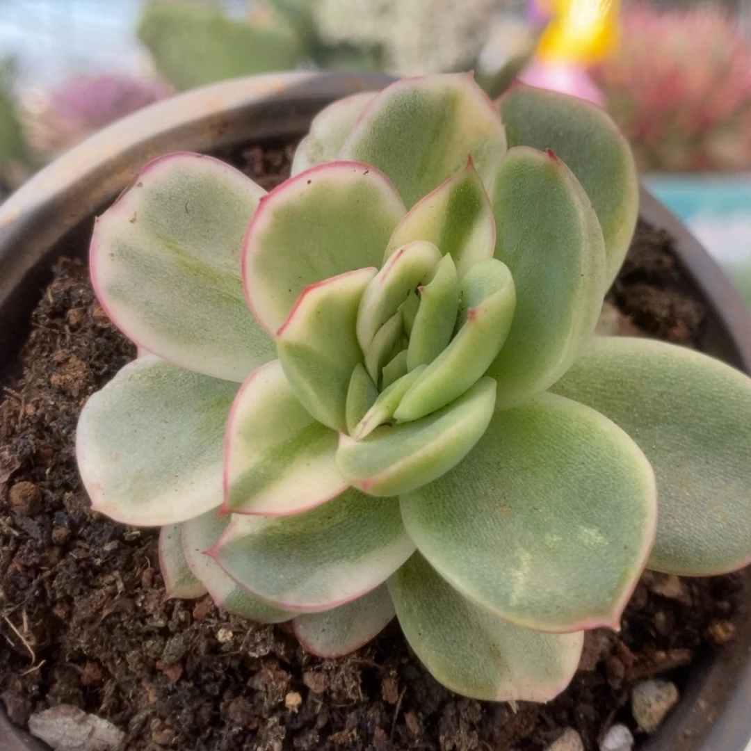 668东云杂锦锦锦锦锦锦