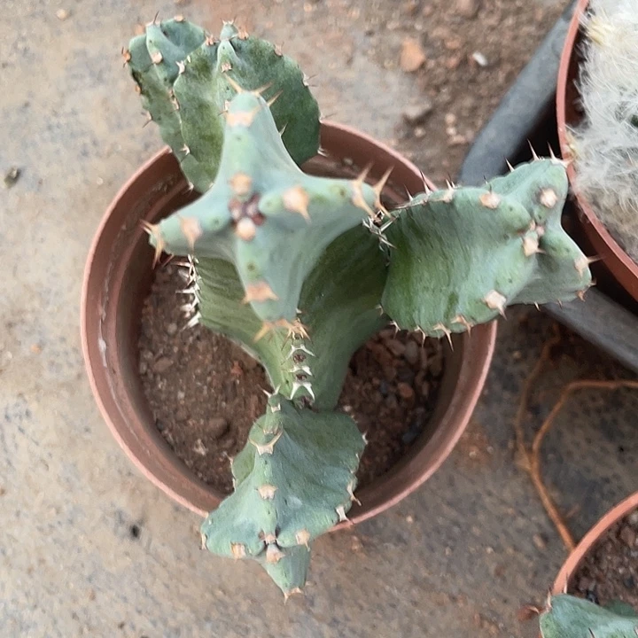 石生根白角麒麟满25包邮