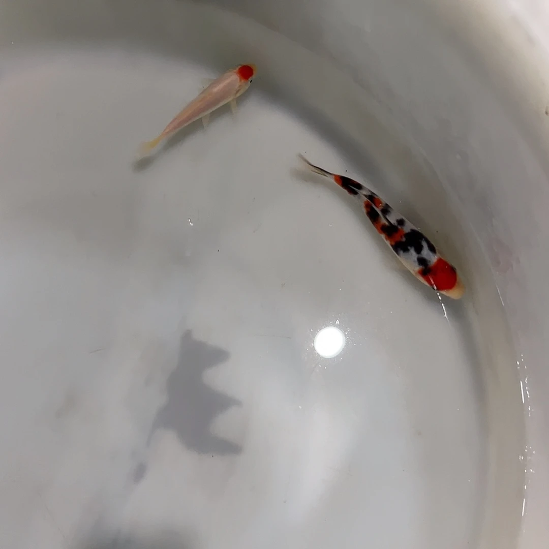 锦鲤阪井大正丹顶幼鱼