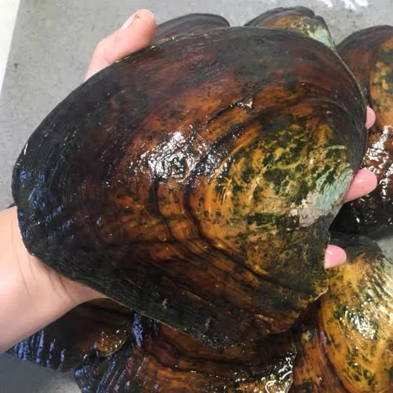 碎银 可定制 可DIY  (活体开蚌 不退不换）