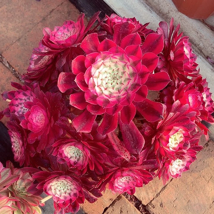 红超白，多肉植物