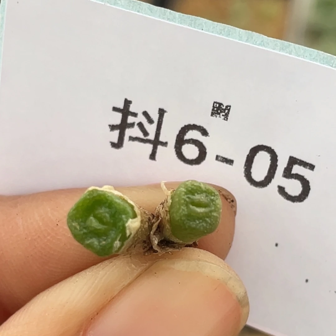 6-5方糖多肉植物肉锥