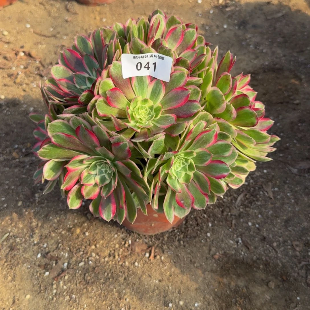 041孔雀翎。多肉植物