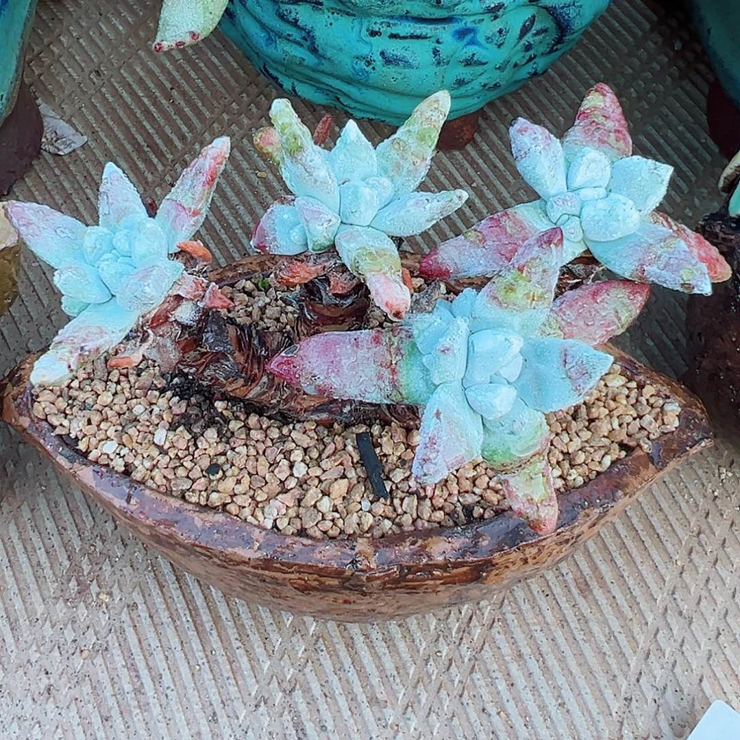 8125初霜苹果叶仙女杯