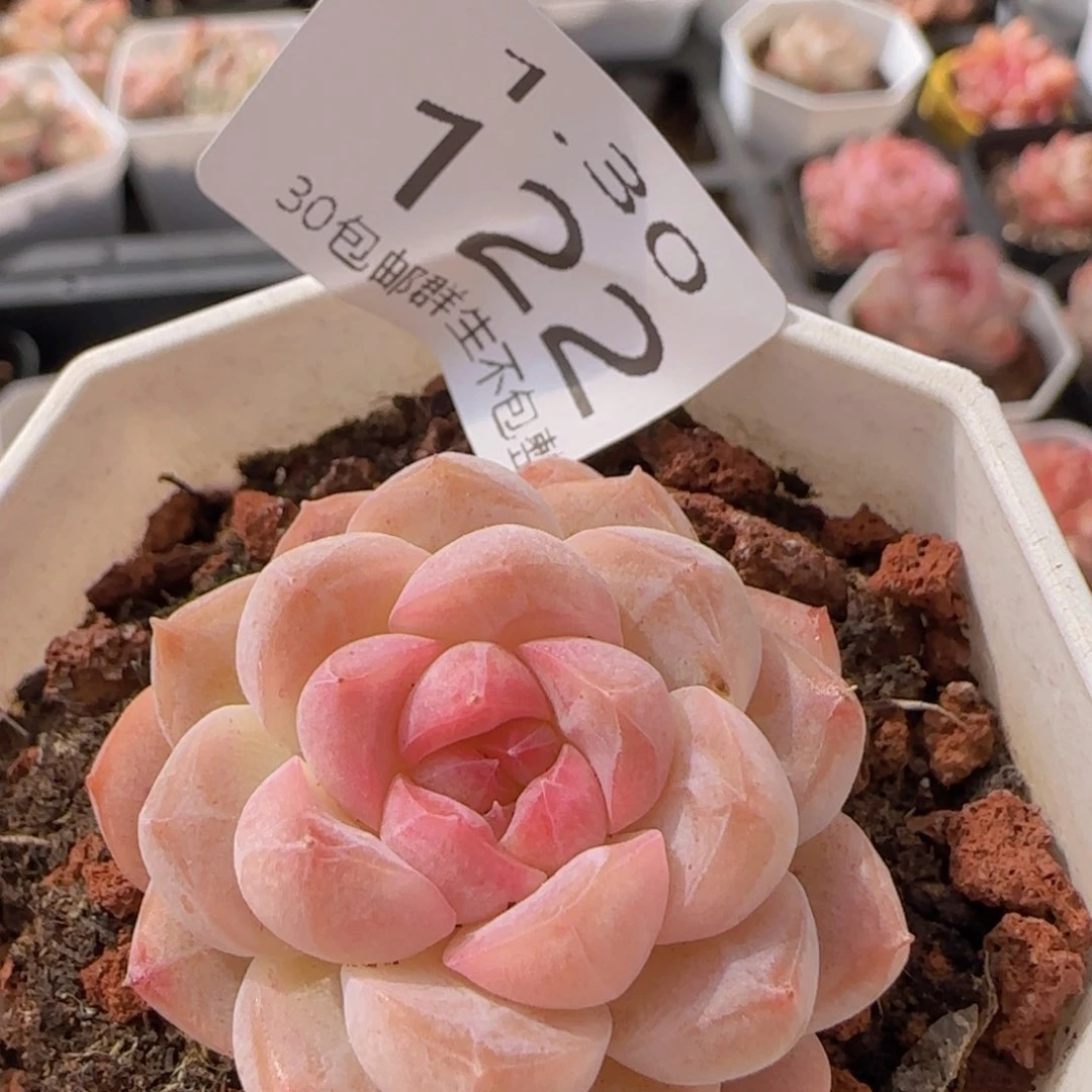 O泡单头一颗脱土