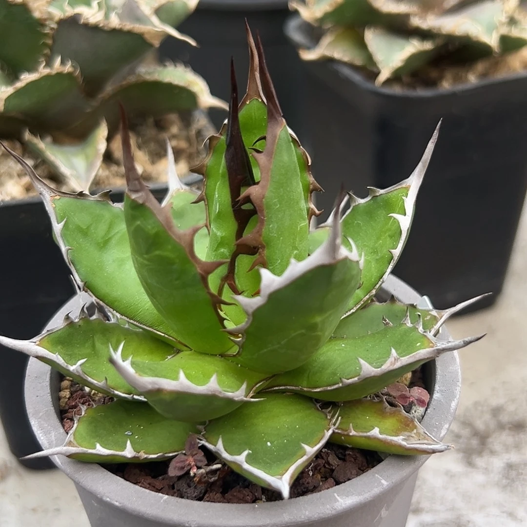 宽叶霍利达一物一拍偏远不包邮不退不换