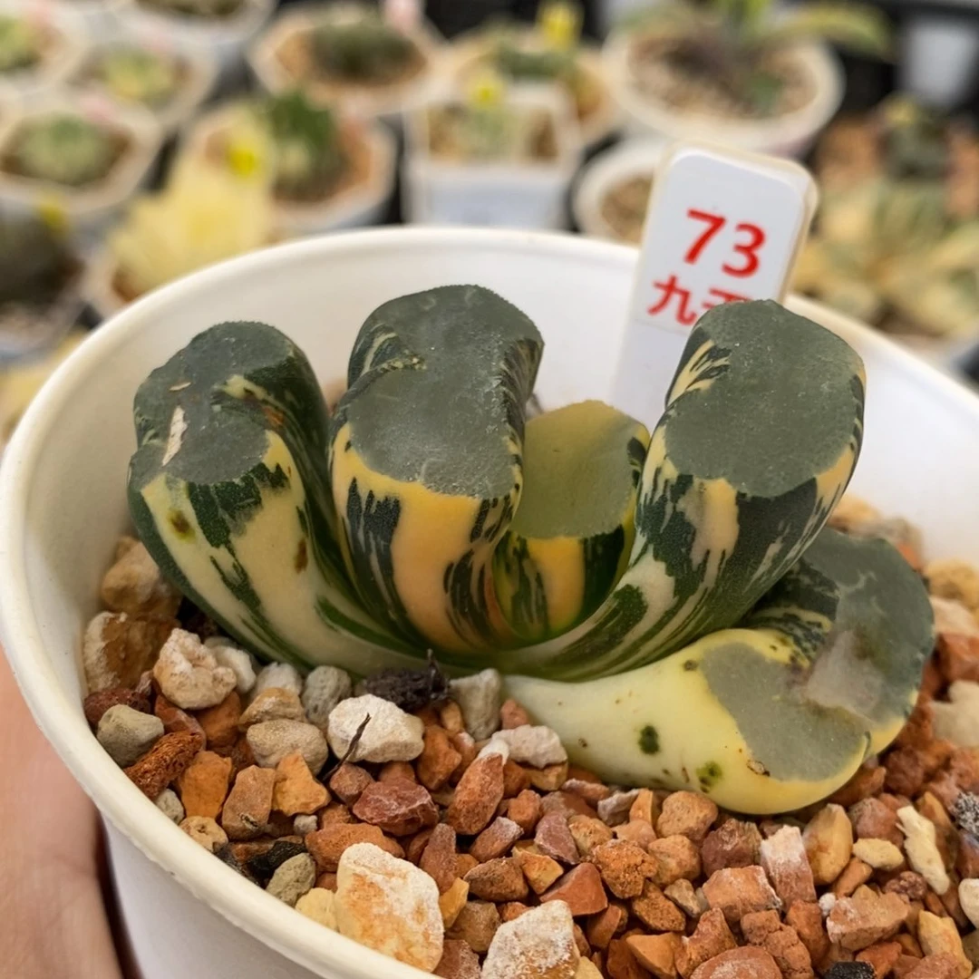 73号大久保蓝镜玉扇锦多肉