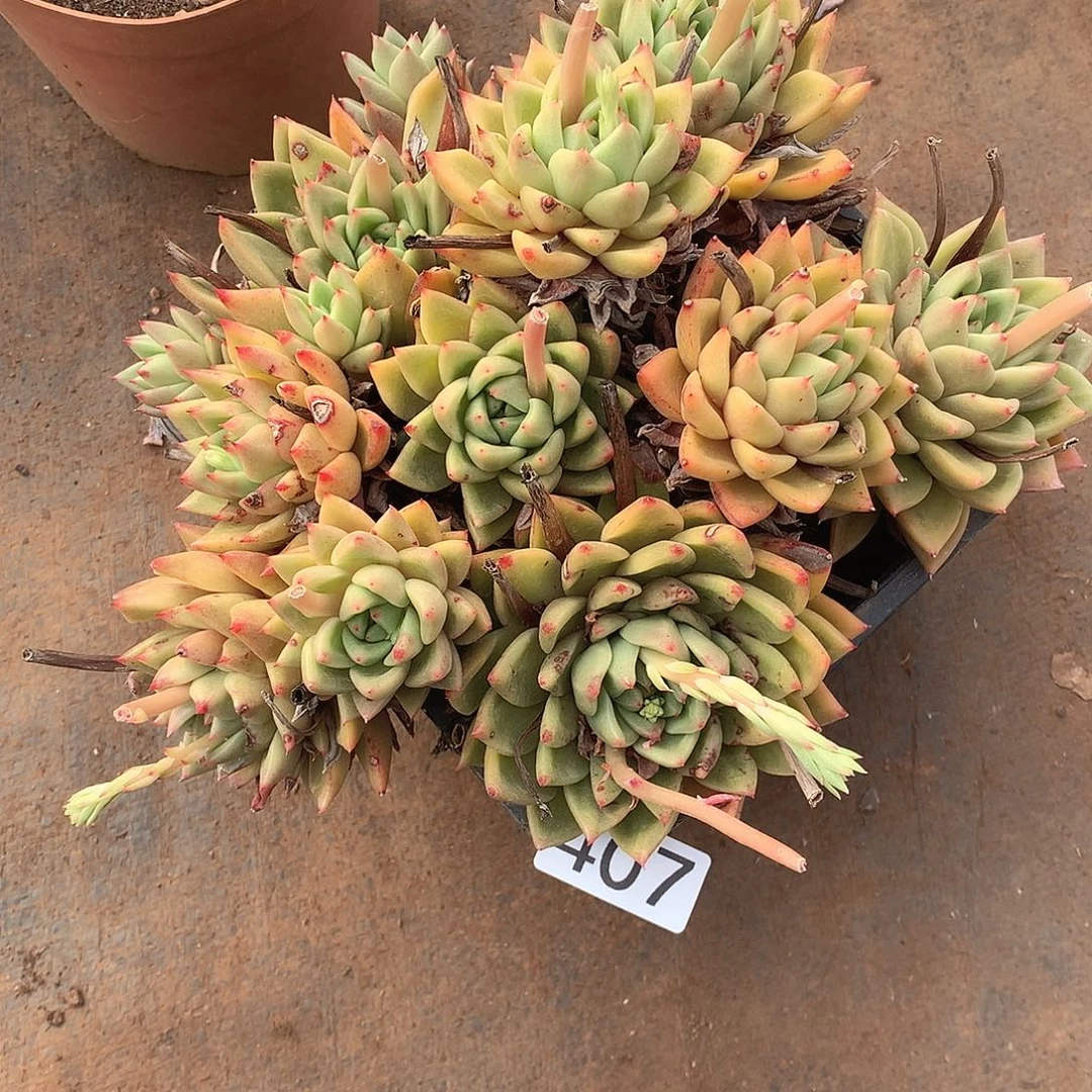 407 一物一拍多肉