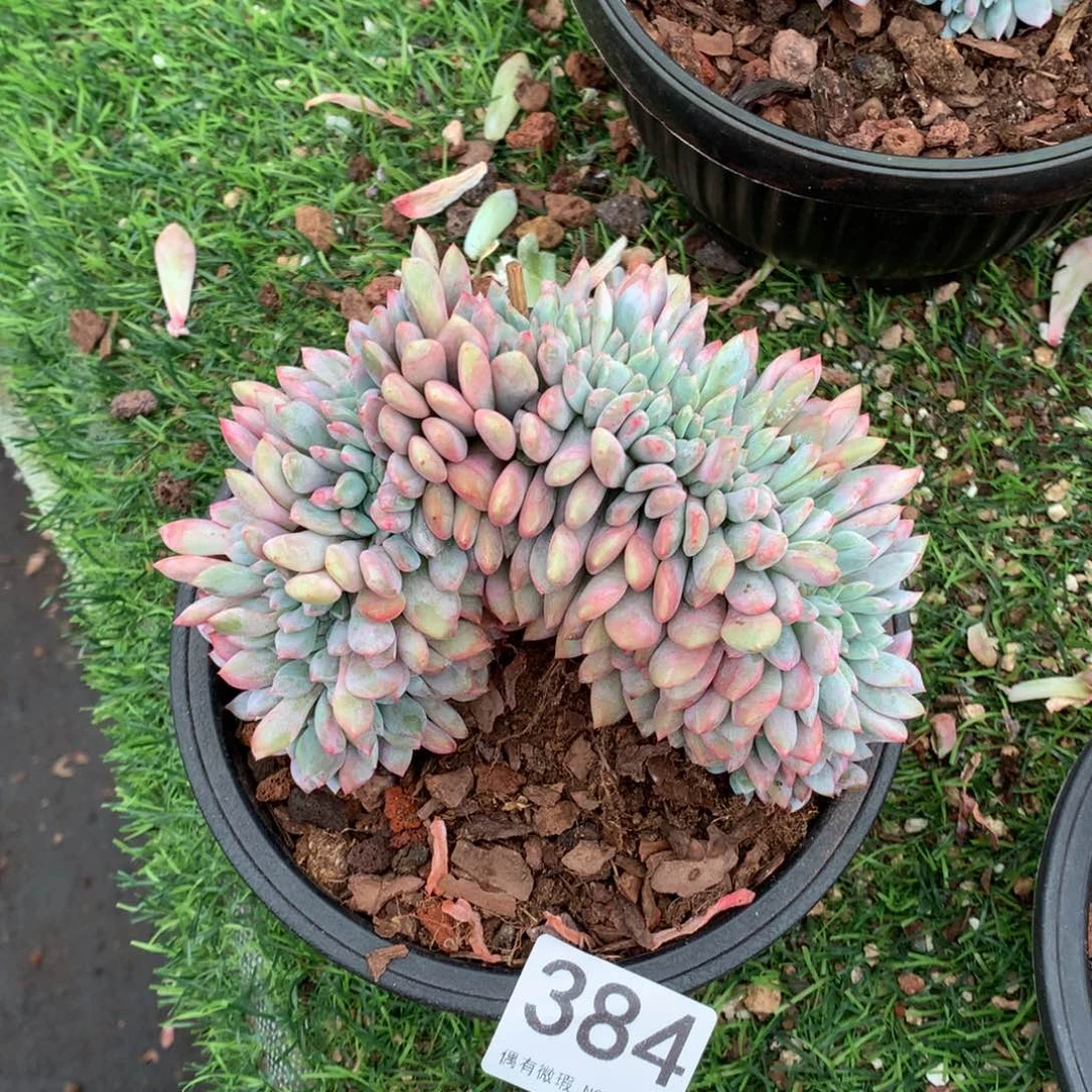 384橙子缀化多肉植物