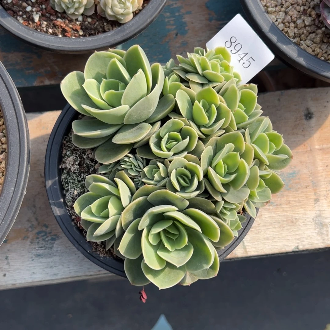 用****08845多肉多多多多多