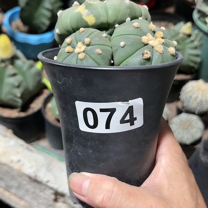 全部花朵米*达1111111111