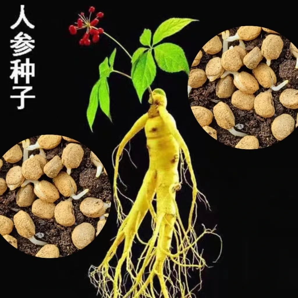 【超值300粒】人参种子春秋长白山花旗参白参种四季阳台花卉植物商品图
