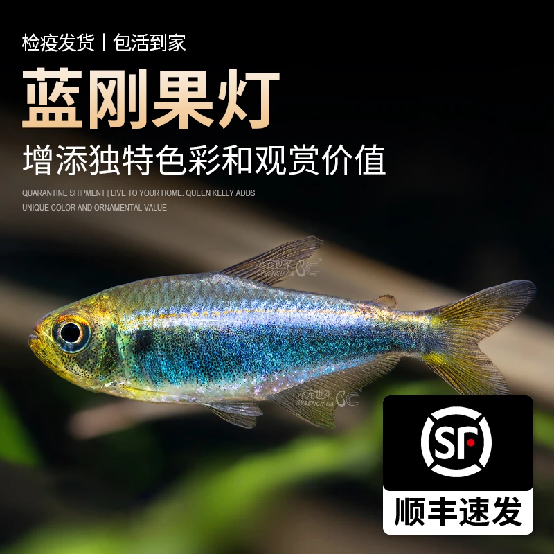 蓝刚果灯鱼小型热带鱼蓝色灯鱼群游鱼七彩闪光蓝线灯科淡水草缸鱼