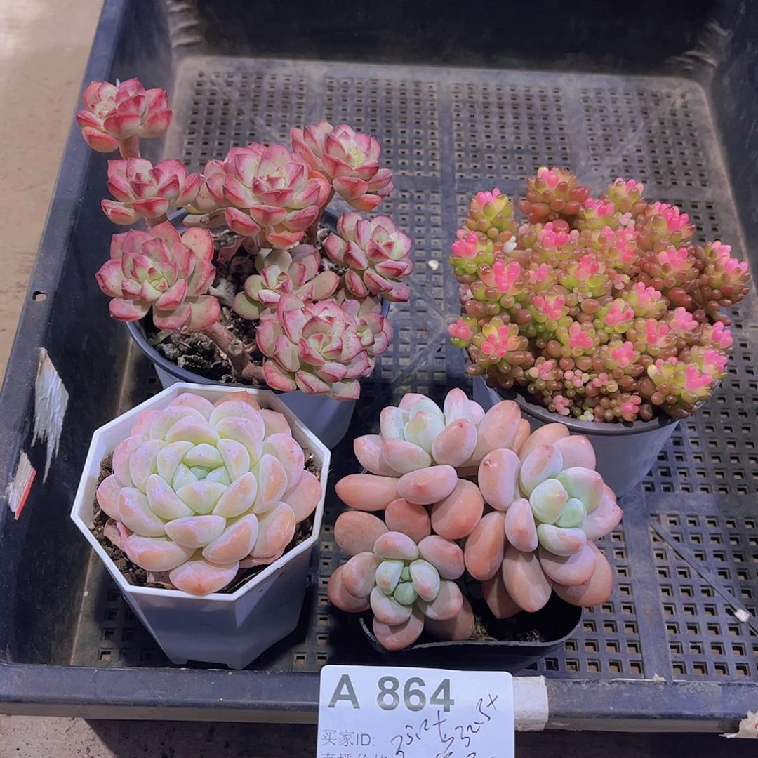 多肉864多肉植物