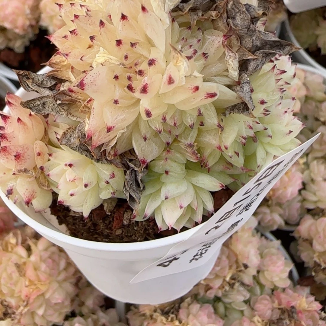 a**a花语逸镜0215-454散