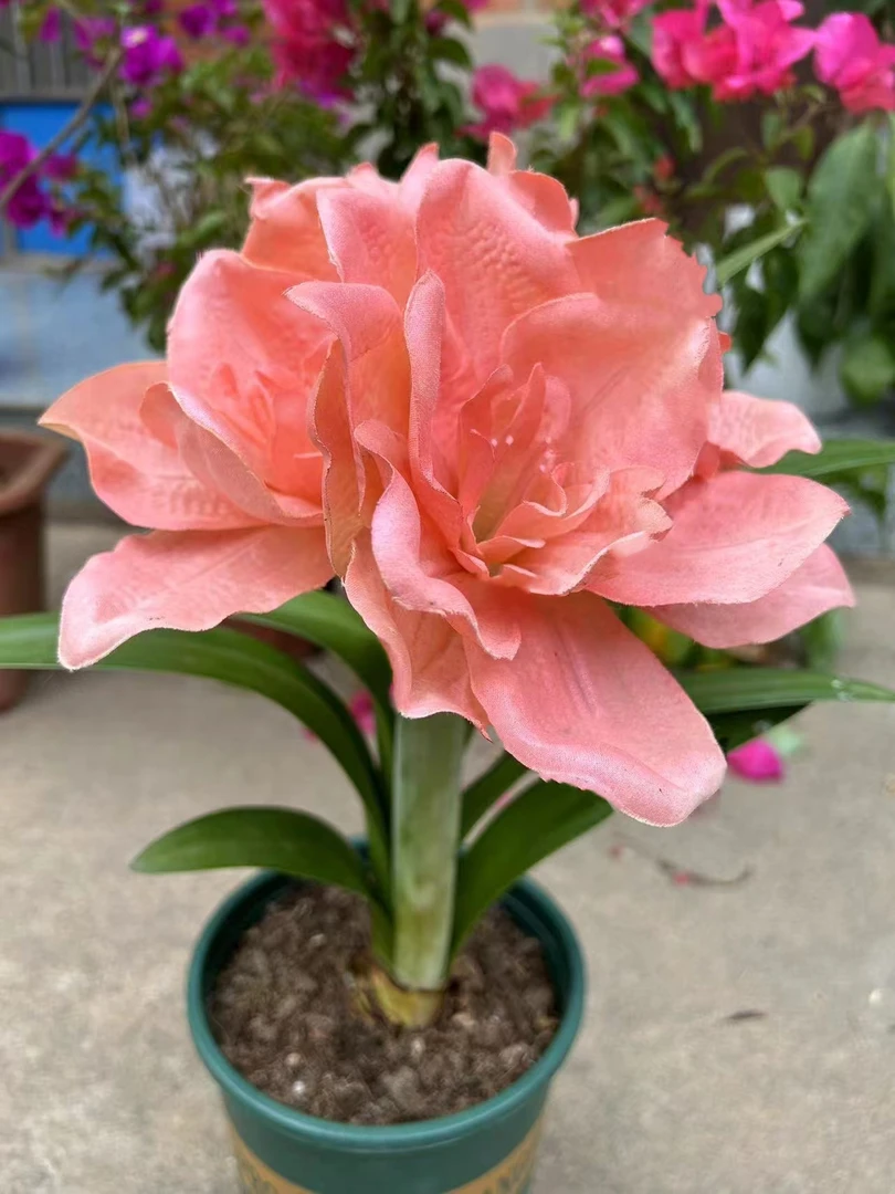 进口朱顶红 粉佳人《大花重瓣》