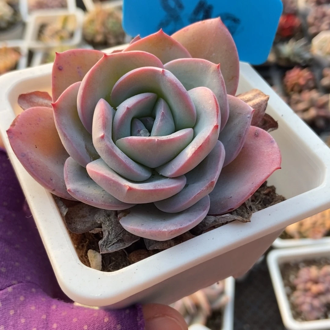 848布鲁蓝多肉植物