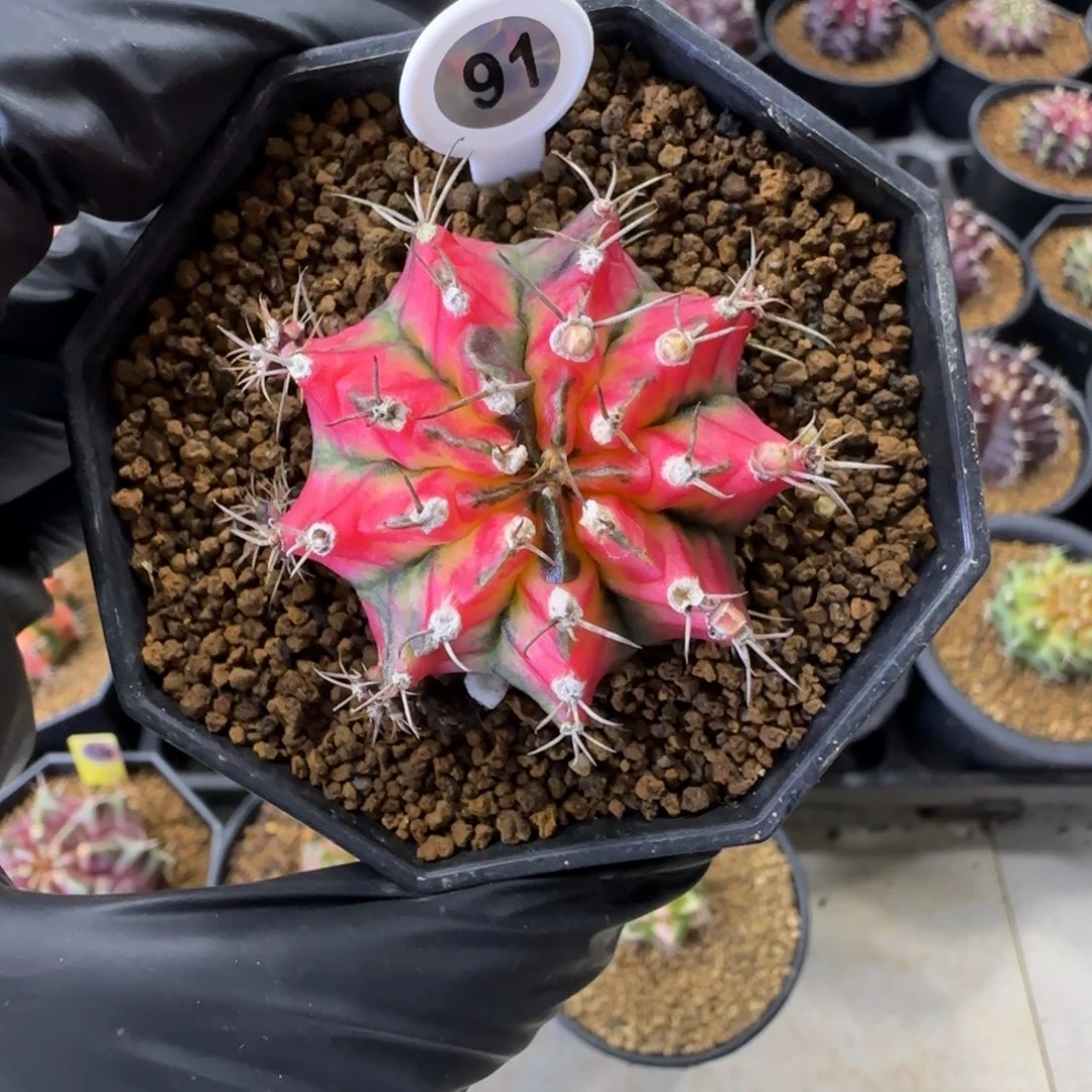 91号侧芽花蝴蝶带盆土发货