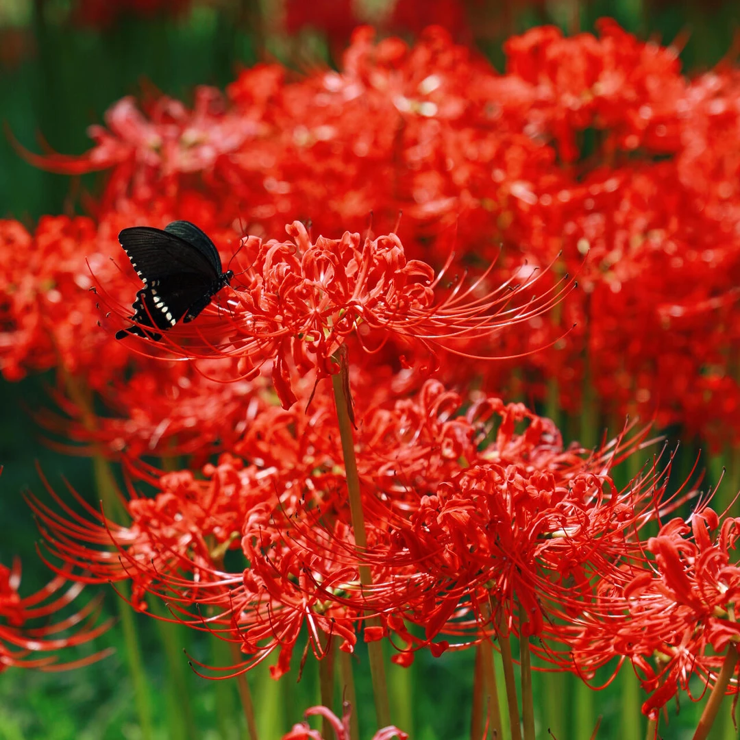 10个彼岸花种球季多年生石蒜曼珠沙华可盆栽花卉植物球根
