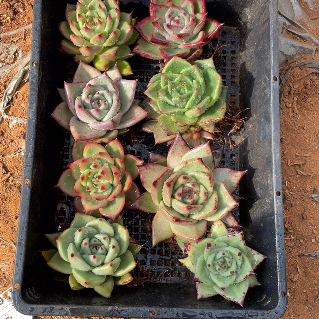 无花朵若如东云单拍B453